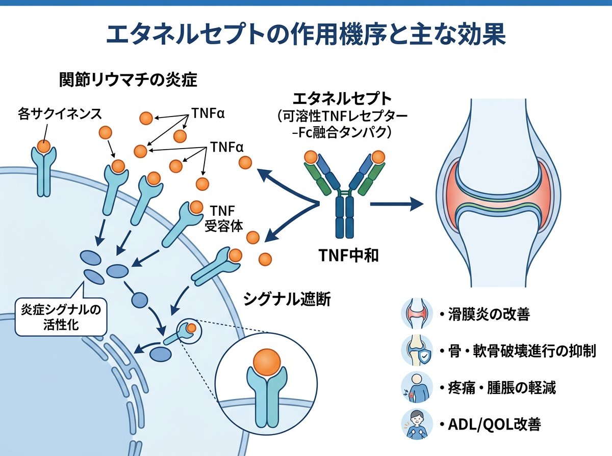 エタネルセプトの作用機序と主な効果