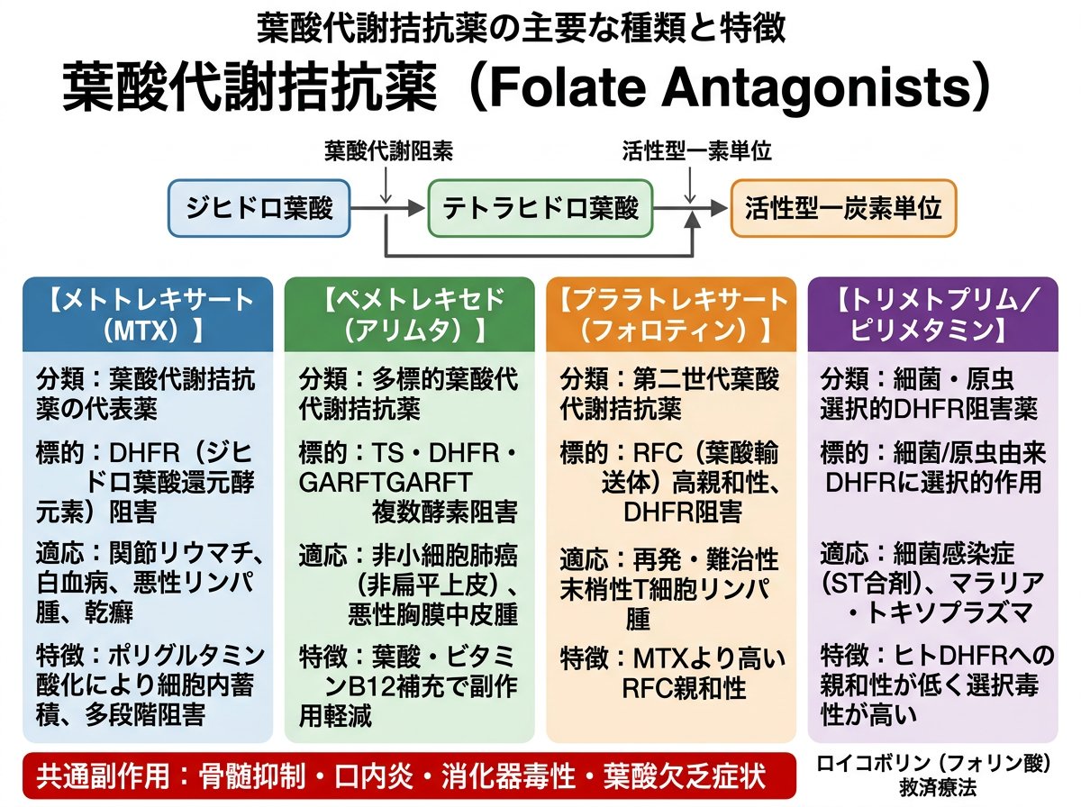 葉酸代謝拮抗薬の主要な種類と特徴