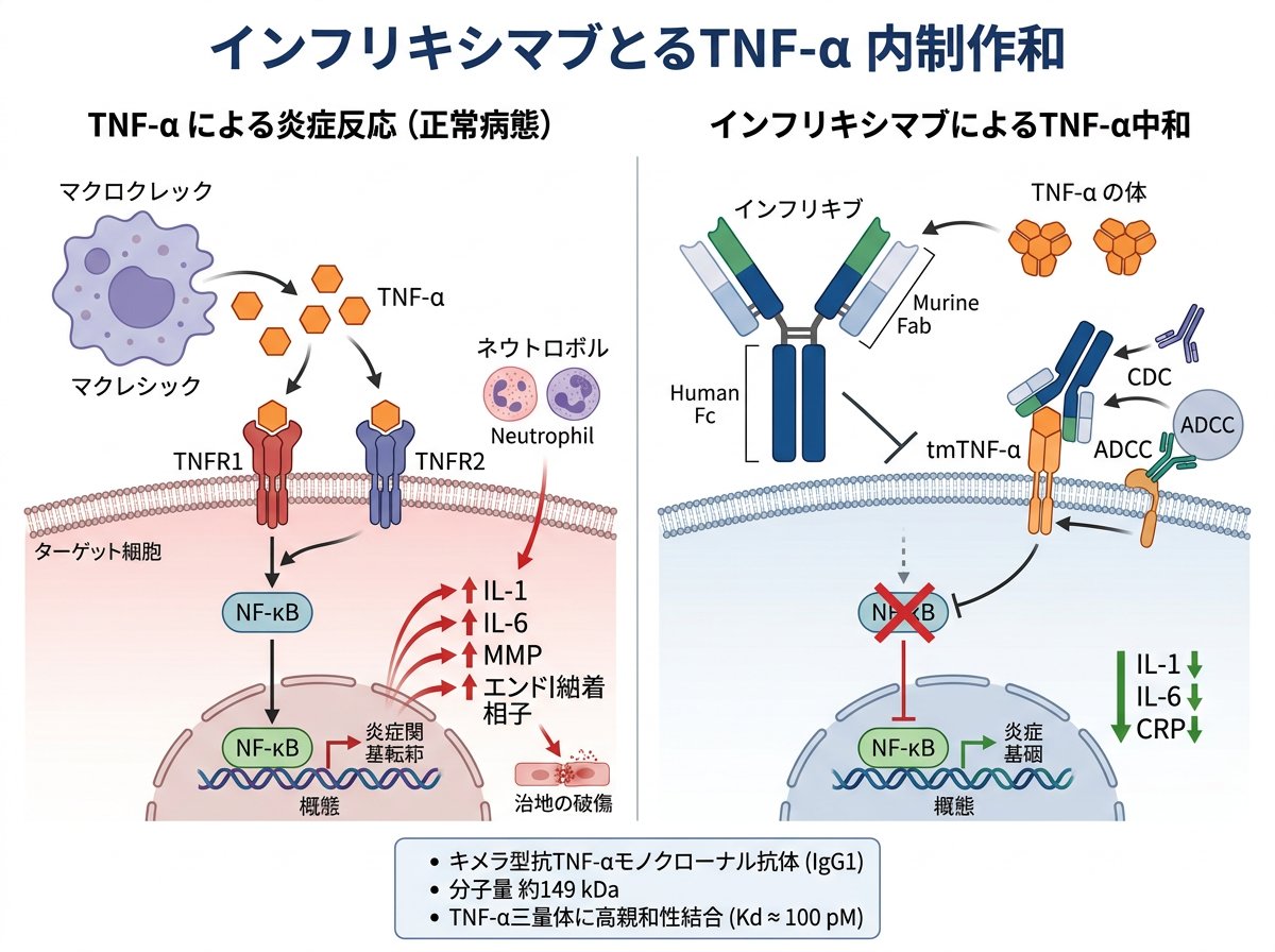 インフリキシマブの作用機序とTNFα抑制効果