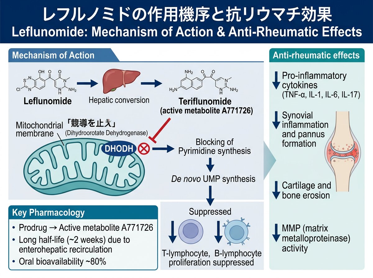 レフルノミドの作用機序と抗リウマチ効果