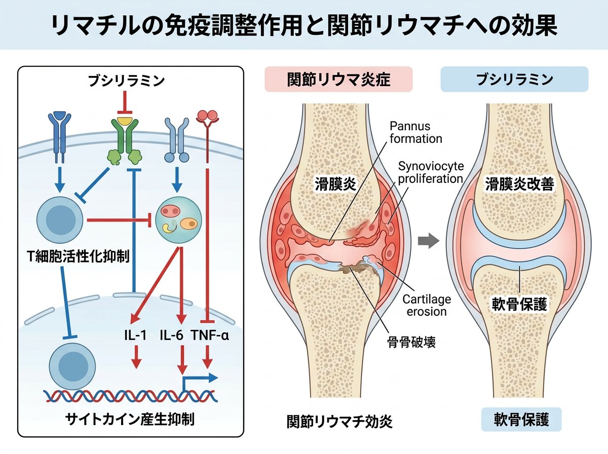 リマチルの免疫調整作用と関節リウマチへの効果